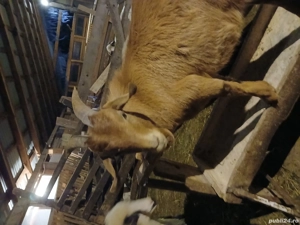 Ied boer red rasa de carne - imagine 3