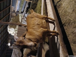 Ied boer red rasa de carne - imagine 2