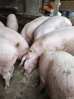 Porci de carne - imagine 2