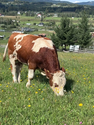 Tăuraș 11 luni, rasa Bălțată Românească (Simmental) - Carne Montă - imagine 2
