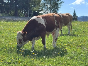 Tăuraș 11 luni, rasa Bălțată Românească (Simmental) - Carne Montă - imagine 3