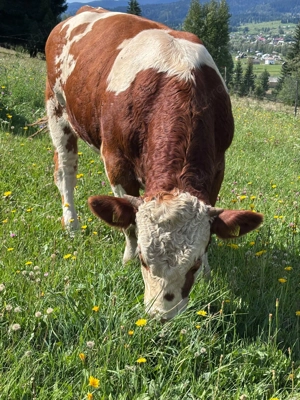 Tăuraș 11 luni, rasa Bălțată Românească (Simmental) - Carne Montă - imagine 4