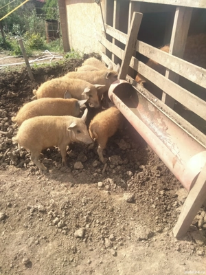 vand trei vieruși mangalița 