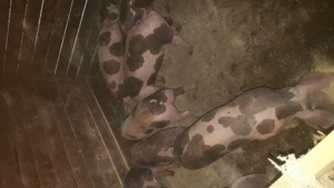 Purcei rasă pură de reproducție si carne.