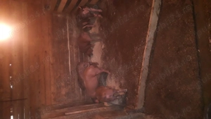 Purcei rasă pură de reproducție si carne. - imagine 5 Purcei rasă pură de reproducție si carne. - imagine 5