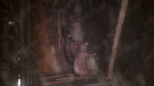 Purcei rasă pură de reproducție si carne. - imagine 4 Purcei rasă pură de reproducție si carne. - imagine 4