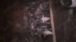 Purcei rasă pură de reproducție si carne. - imagine 2 Purcei rasă pură de reproducție si carne. - imagine 2