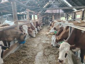 Vaci de lapte și tineret 