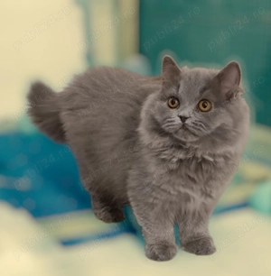 Pisici british longhair blue - imagine 3
