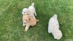 Vand caniche ! - imagine 2