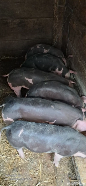              Vând Purcei Pietran