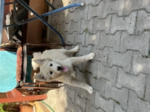 Căței husky Medias jud Sibiu  - imagine 5