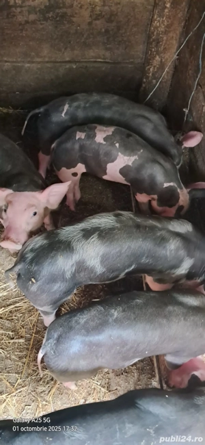 Vând Purcei - imagine 4 Vând Purcei - imagine 4