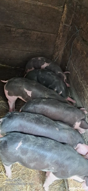 Vând Purcei - imagine 2 Vând Purcei - imagine 2