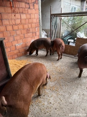 Scrofite duroc pur de vanzare - imagine 2