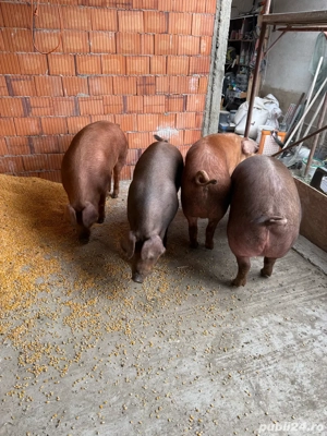 Scrofite duroc pur de vanzare - imagine 3