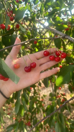 Teren de vânzare Buriaș, Ilfov - imagine 2