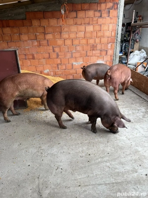 Scrofite duroc pur de vanzare