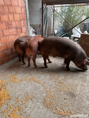 Scrofite duroc pur de vanzare - imagine 4