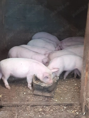 Vand purcelusi de 2 luni