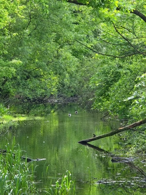 Teren intravilan Lunca Calnicului, Prejmer, loturi de 460 și 1000 mp - imagine 8