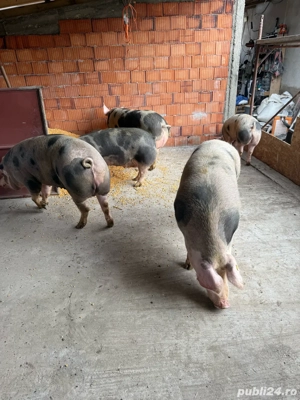 Porci de vanzare - imagine 2 Porci de vanzare - imagine 2