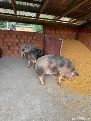 Porci de vanzare - imagine 3 Porci de vanzare - imagine 3