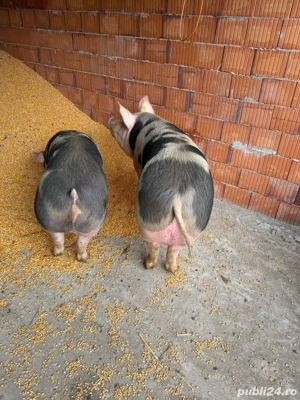 Porci de vanzare - imagine 4 Porci de vanzare - imagine 4