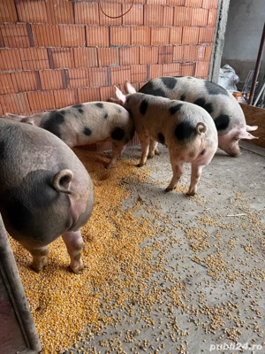 Porci de vanzare - imagine 5 Porci de vanzare - imagine 5