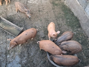 Purcei de vânzare  - imagine 3