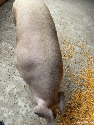 Vand purcea - imagine 4