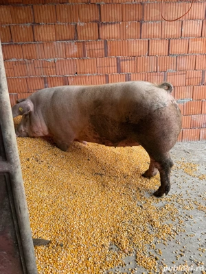 Vand purcea - imagine 5