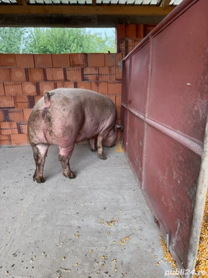 Vand purcea - imagine 2