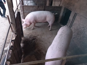 Porci de vânzare  - imagine 2