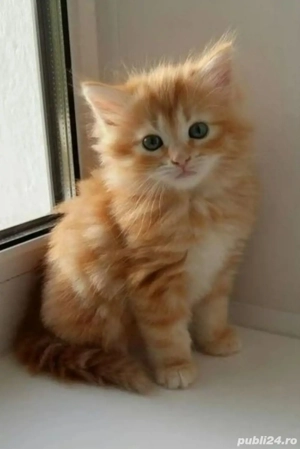 Norvegiana de Padure 