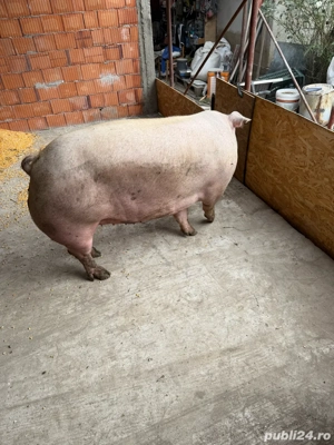 Vand purcea - imagine 3