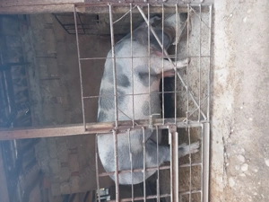 Porci de vânzare  - imagine 3