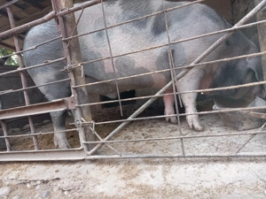 Porci de vânzare  - imagine 4