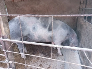 Porci de vânzare  - imagine 5