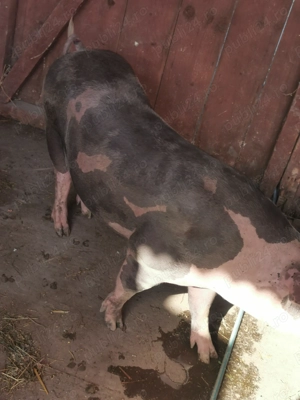 Vând porci rasa de carne 