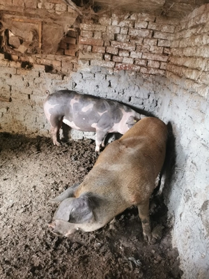 Vând porci, rasă de carne  - imagine 3