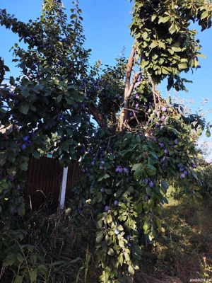 Rachiu din prune și vin de streșinică - imagine 3