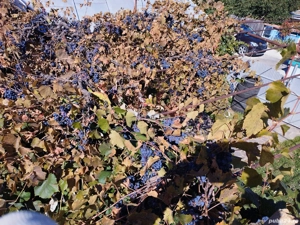 Rachiu din prune și vin de streșinică - imagine 4