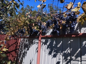 Rachiu din prune și vin de streșinică - imagine 5