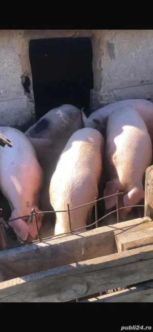 Vand Porci - imagine 4 Vand Porci - imagine 4