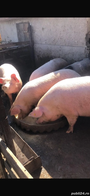 Vand Porci - imagine 3 Vand Porci - imagine 3