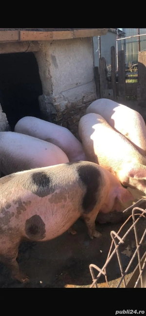 Vand Porci - imagine 2 Vand Porci - imagine 2