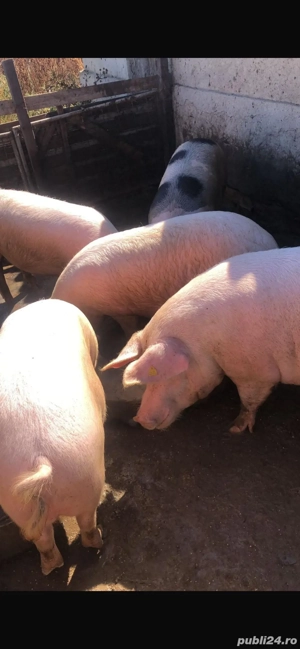 Vand Porci - imagine 5 Vand Porci - imagine 5