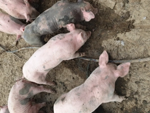 Purcei de vânzare de 4 luni - imagine 3