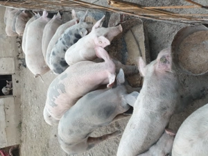 Purcei de vânzare de 4 luni - imagine 5